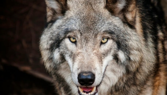 Husky loup