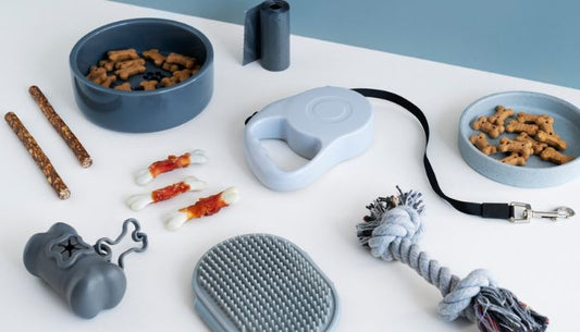 Accessoires chien