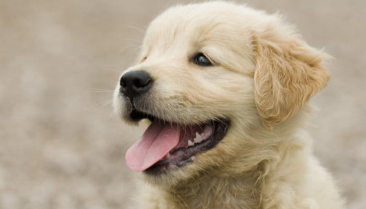 Adopter Chiot