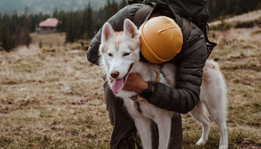 Bebe Husky