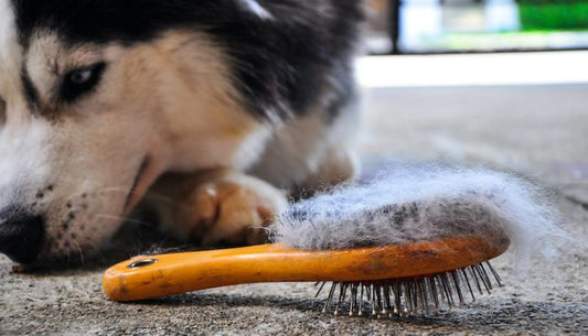 Brosse pour Chien