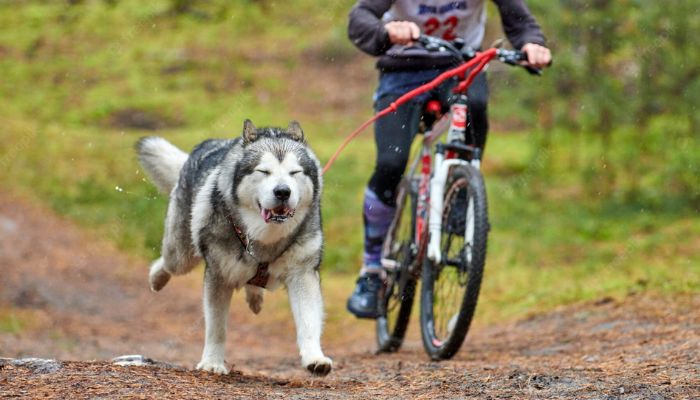 A la découverte du Cani-VTT, Blog