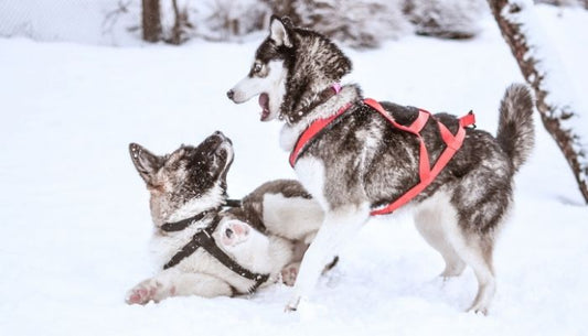 Les sports à pratiquer avec votre Husky