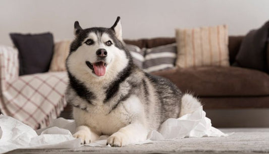 Husky Siberien