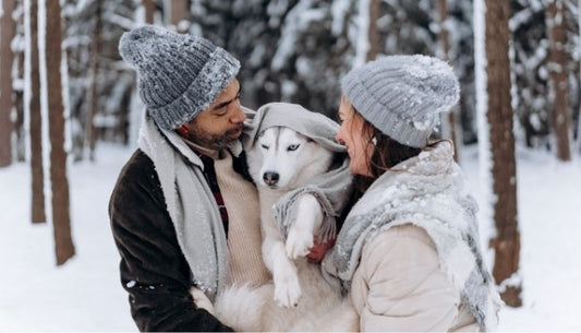 Husky Siberien