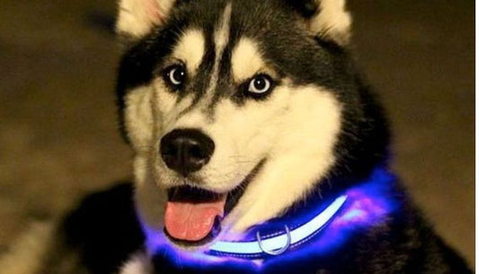 Collier Lumineux Chien