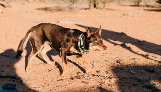 Comment utiliser un collier electrique pour chien ?
