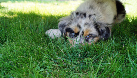 Chien Herbe