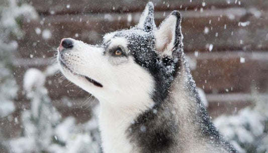 Husky Siberien