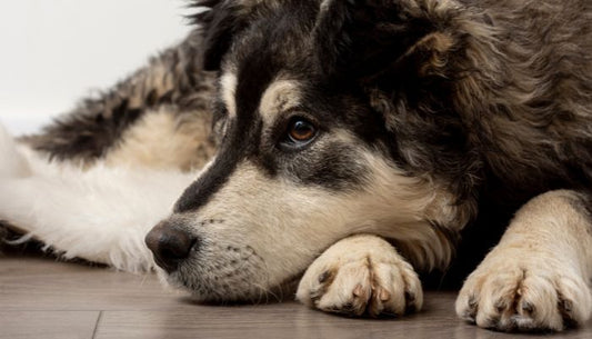 Husky