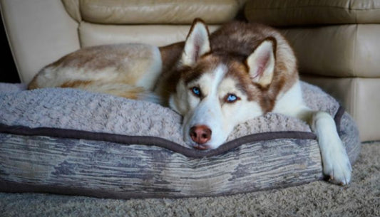 Husky de Sibérie Robes