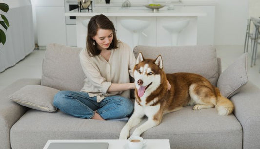 Husky Marron