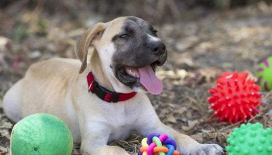Jouet pour Chien