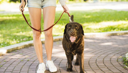 Longe pour Chien