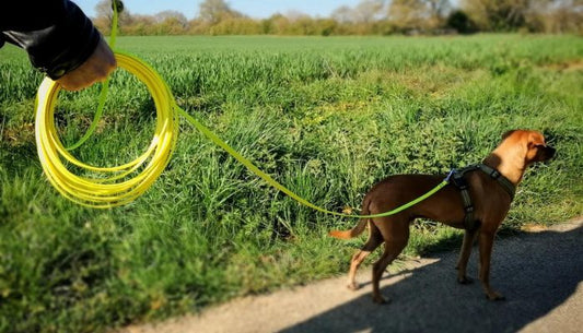 Longe pour Chien