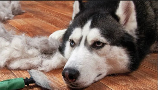 Husky noire