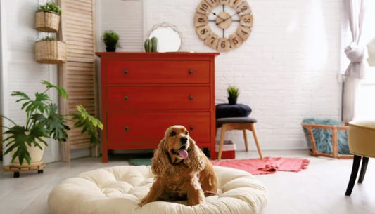 Panier Chien XXL