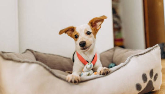 Panier pour Chien