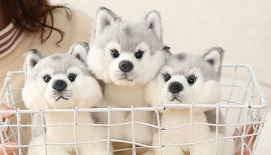 Des peluches animal et pourquoi pas une peluche Husky ?