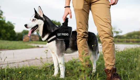 Collier Chien Personnalisé