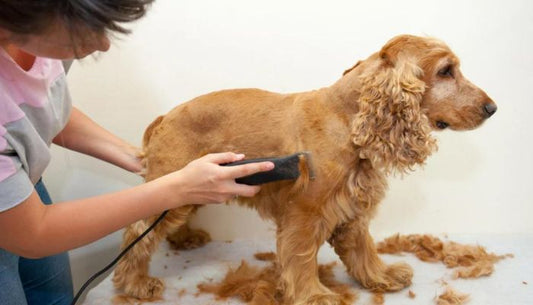 Tondeuse pour Chien