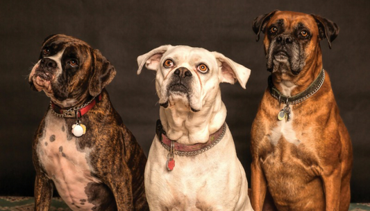Races Chien