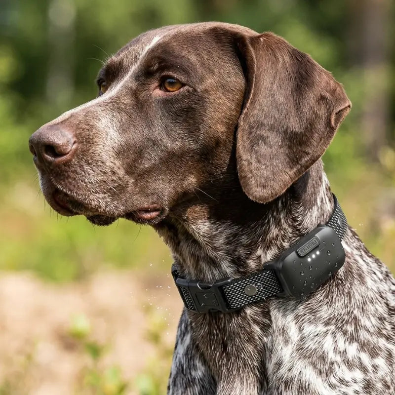 Collier Anti Fugue Chien