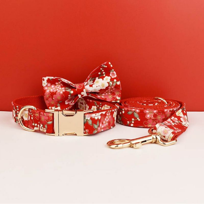 Collier chien