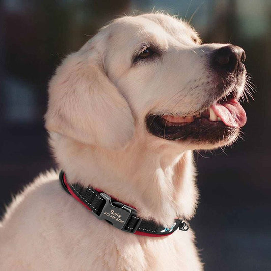 Collier pour Chien