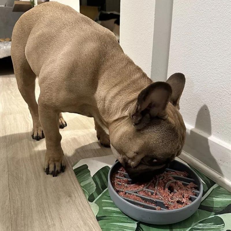 Gamelle Anti Glouton Chat