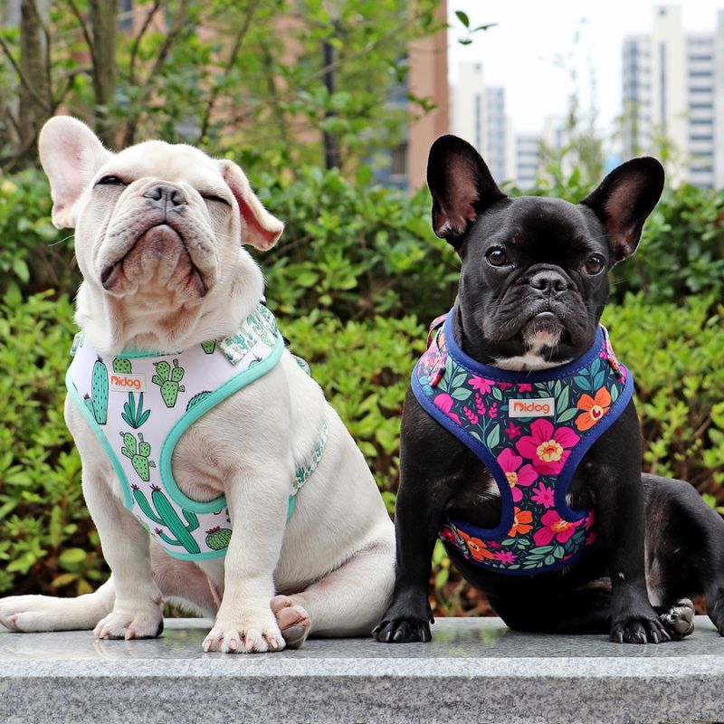 Harnais Bouledogue