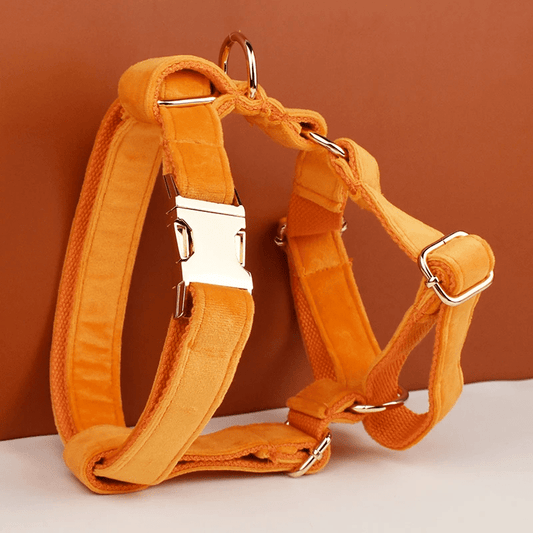 Harnais Chien Personnalise Orangé