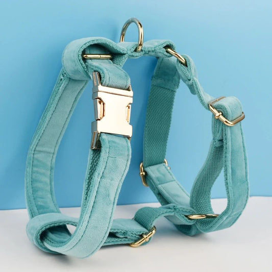 Harnais Chien Turquoise