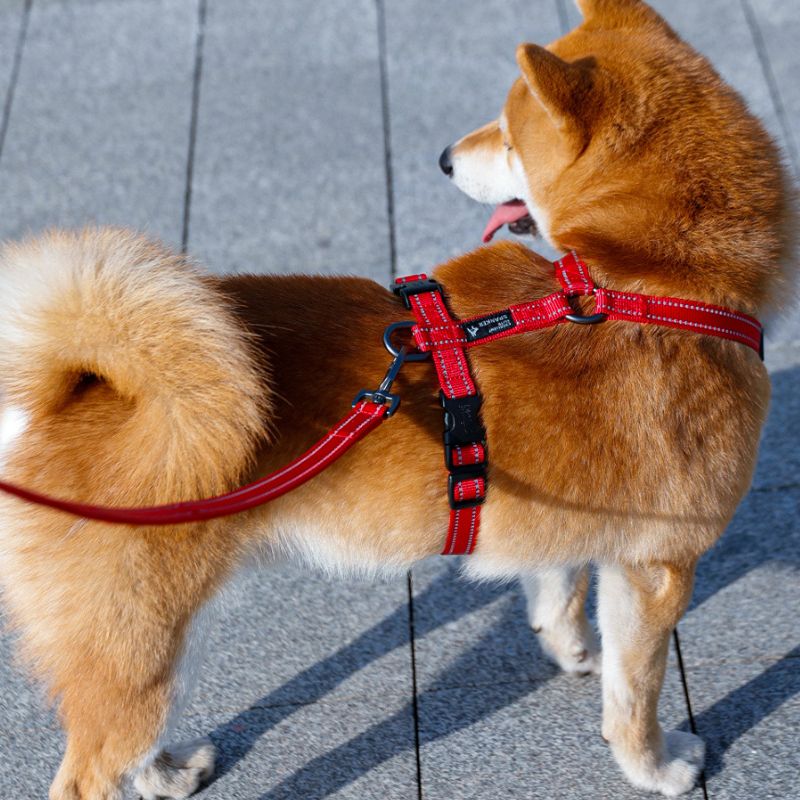 Harnais Chien