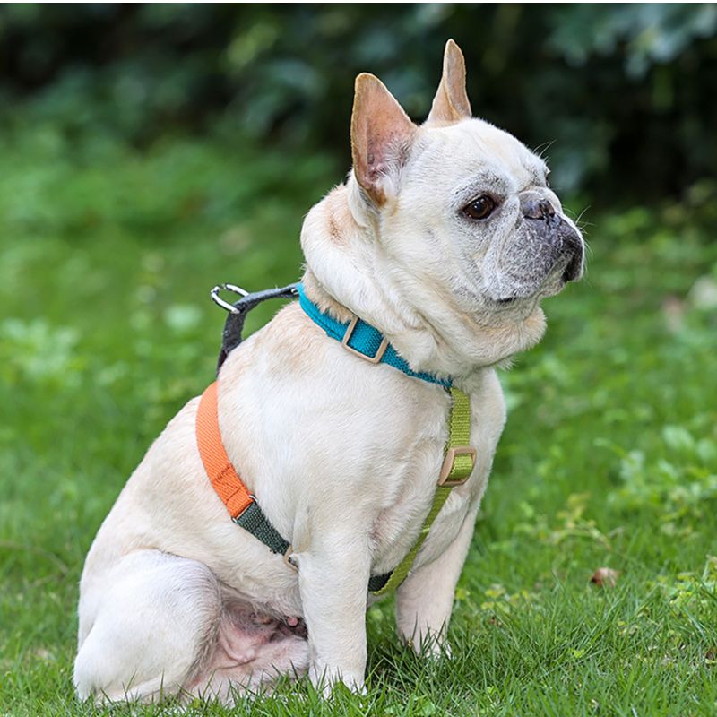 Harnais pour Chien