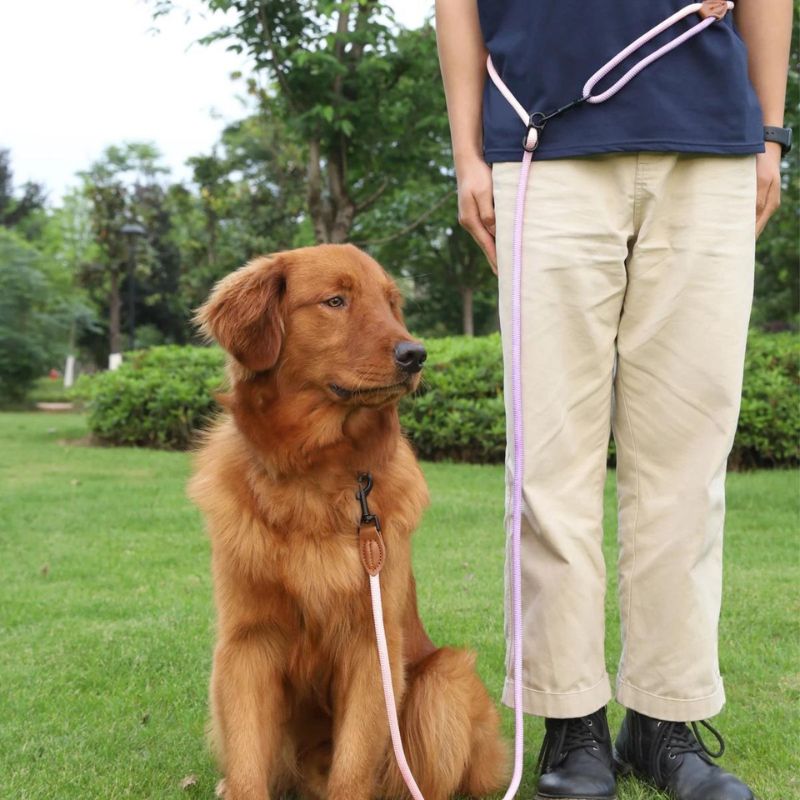 Laisse pour Chien Rose