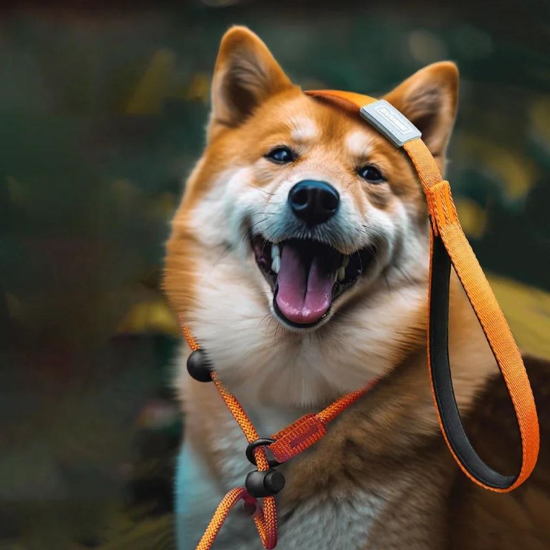 Longe pour Chien