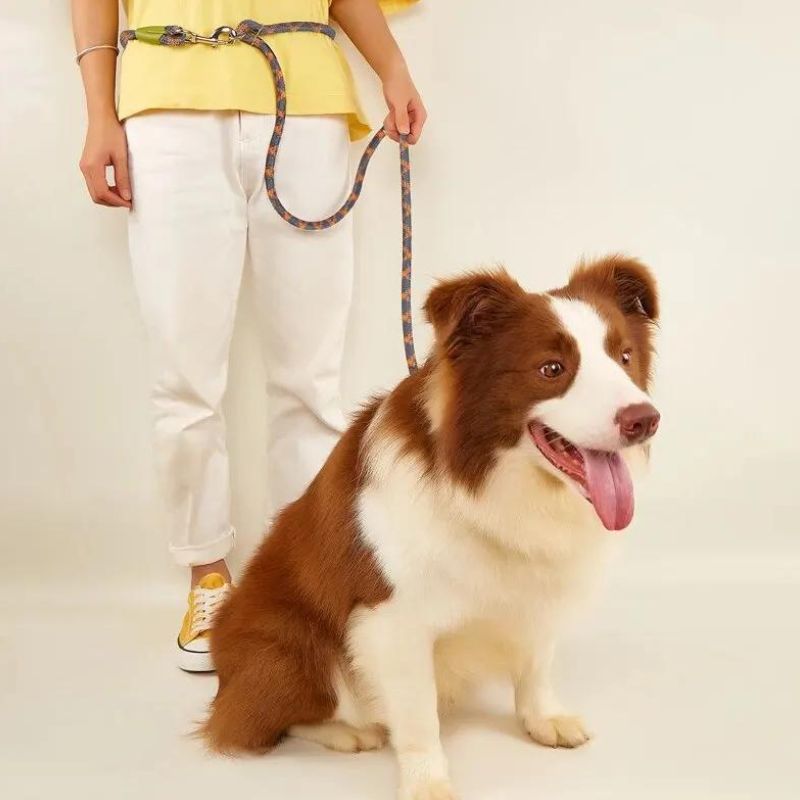 Longe pour Chien