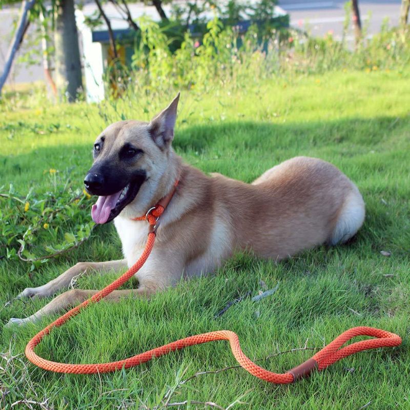 Collier Chien Etranlgeur