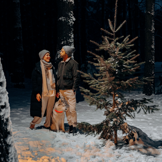 Collier Lumineux Chien Nylon