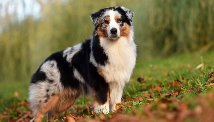 Le Berger Australien : un chien intelligent, actif et polyvalent