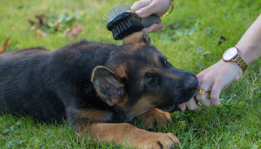 Brosse pour Chien Berger