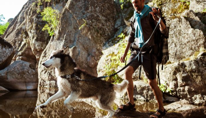Les sports de traction avec son chien : le canicross et le canivtt sont en vogue