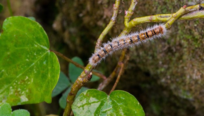 Les chenilles processionnaires et les chiens : un danger à ne pas sous-estimer