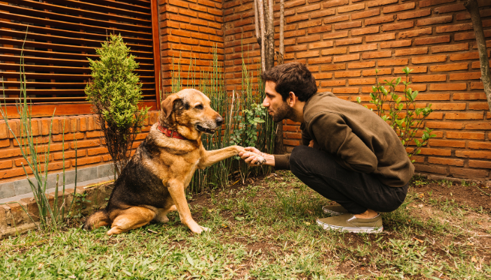 La clôture électrique pour chien : une solution efficace pour éviter les fugues