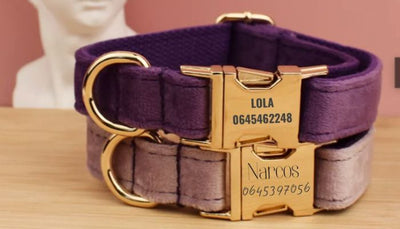 Pourquoi Choisir un Collier Personnalisé pour Son Chien : Style, Sécurité et Plus Encore
