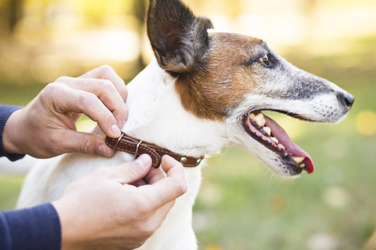 Collier Chien Personnalisé