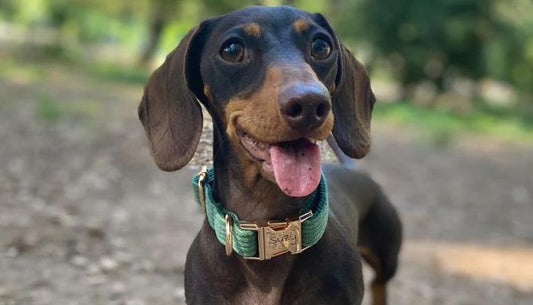 inanchor:collier chien personnalisé