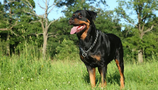 Collier Etrangleur Chien
