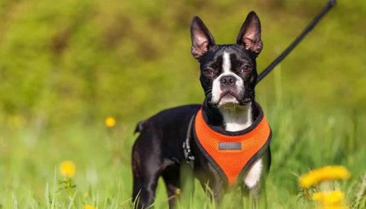 Harnais pour Chien